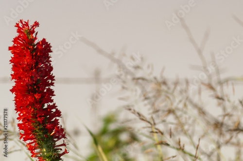 Red Standing Flower photo