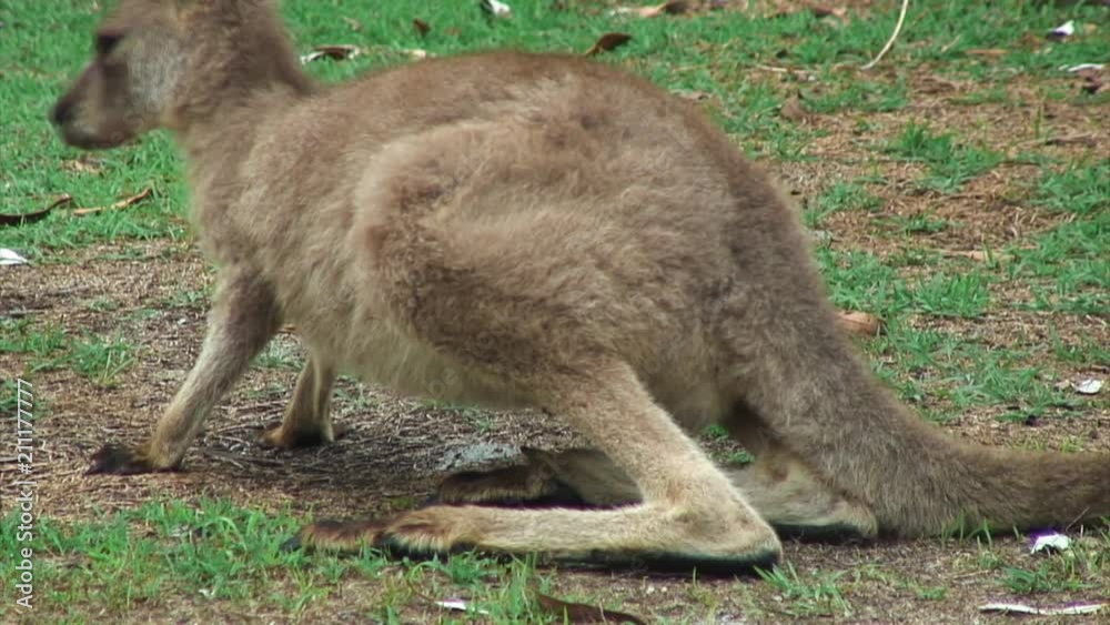 Kangaroo Gets Comfortable in Forster-Tuncurry, Australia Kangaroo Gets Comfortable in Forster-Tuncurry, Australia