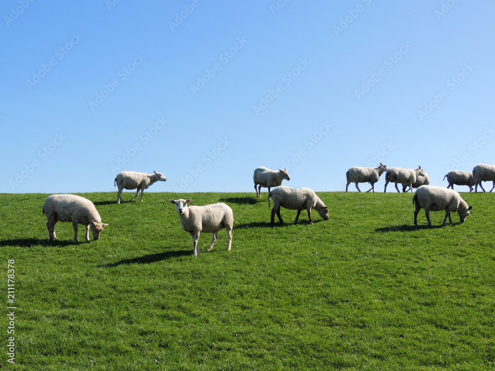 Herd of sheep grazing on the slope Herd of sheep grazing on the slope