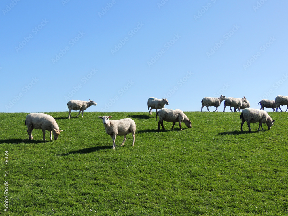 Herd of sheep grazing on the slope