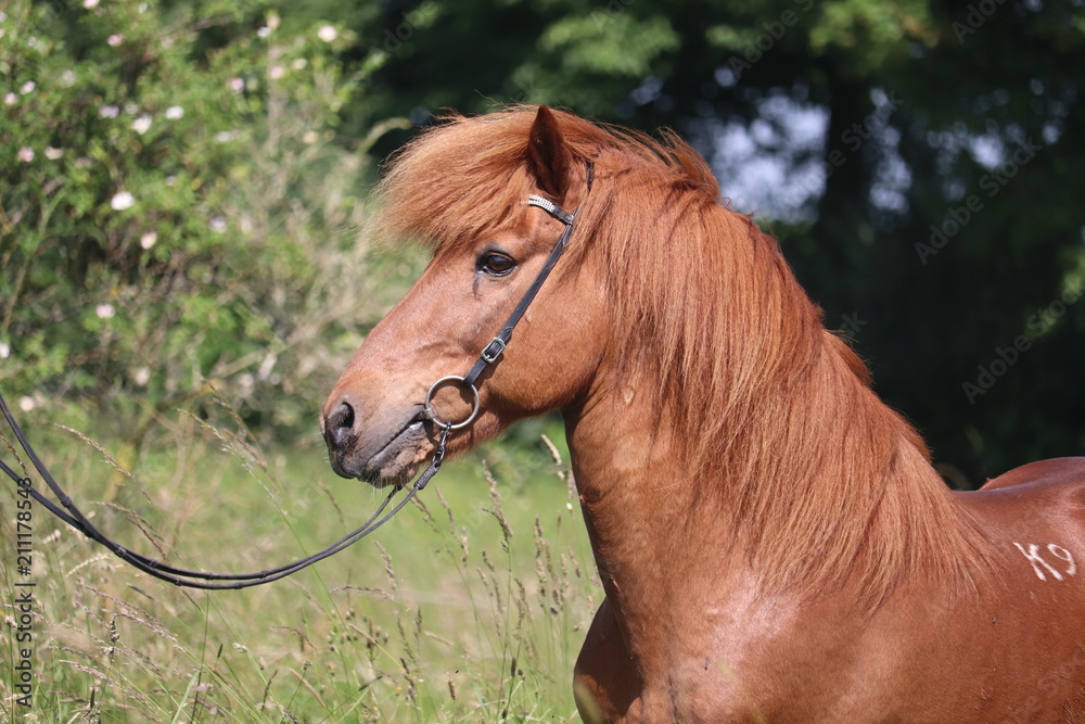 Obraz premium Isländer Hengst