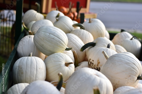 white pumpkins