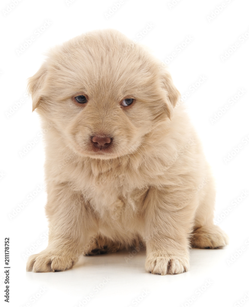 Obraz premium White nice puppy.