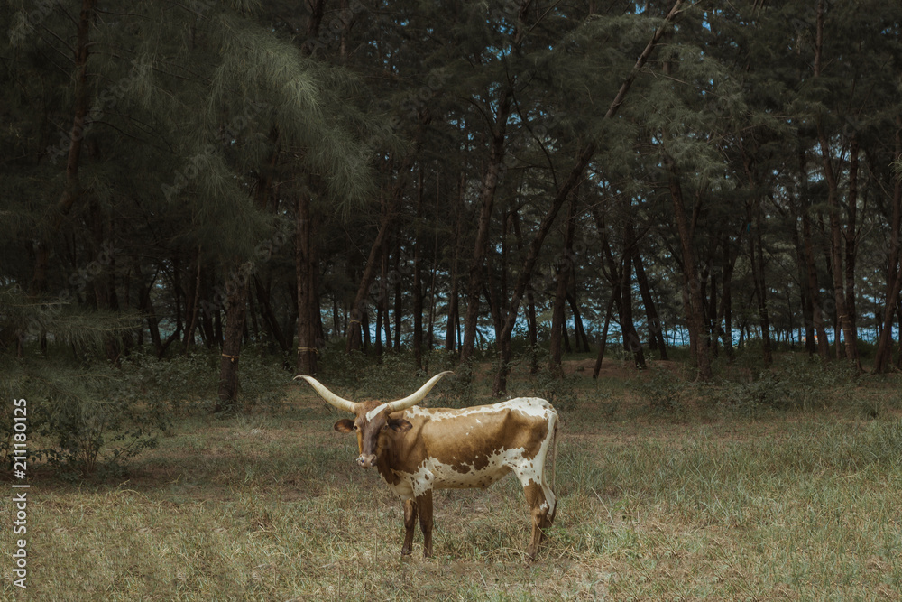 cowboy tuff chex in forest, Longhorn standing on grassy field