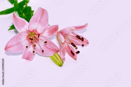 Bright colorful lily flowers. Floral background. © alenalihacheva