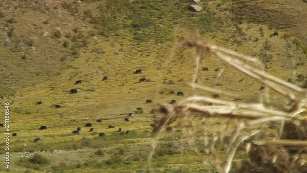 Focus To / From Barley Root to Yak Herd Focus To / From Barley Root to Yak Herd