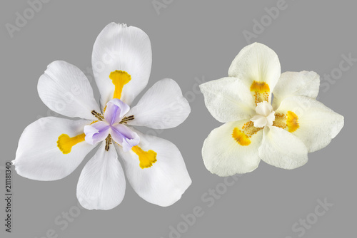 African Iris flowers in bloom with clipping path