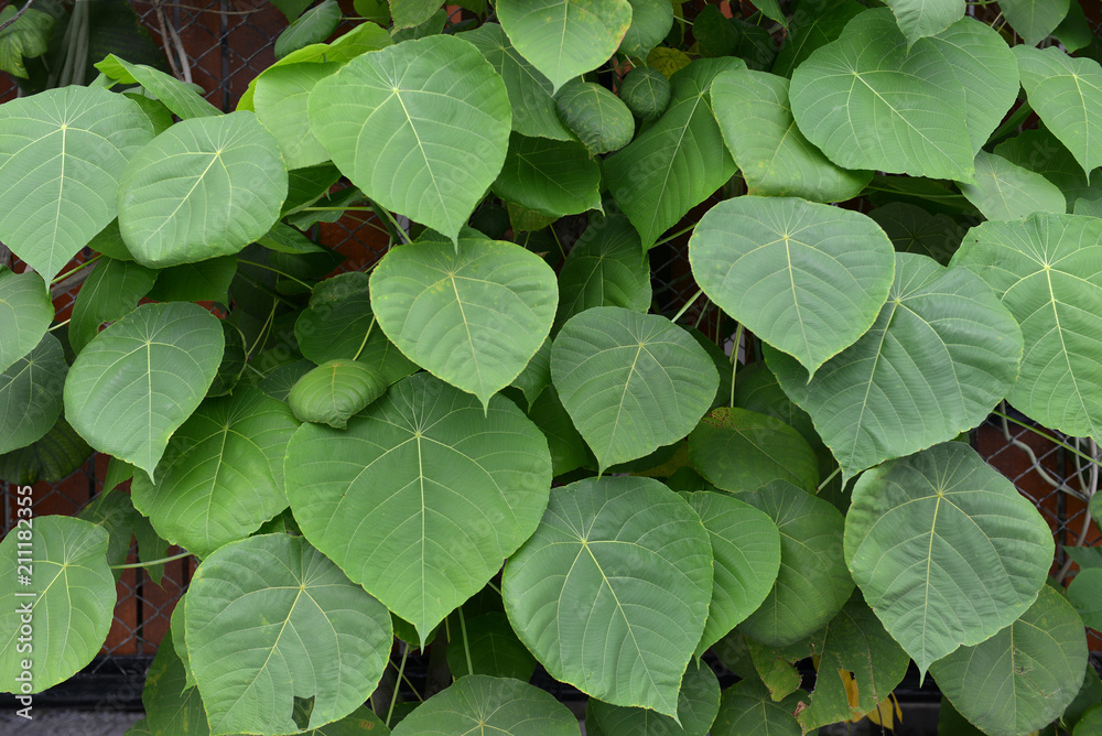 leaves on background. texture. close-up plant leaves on background. texture. close-up plant