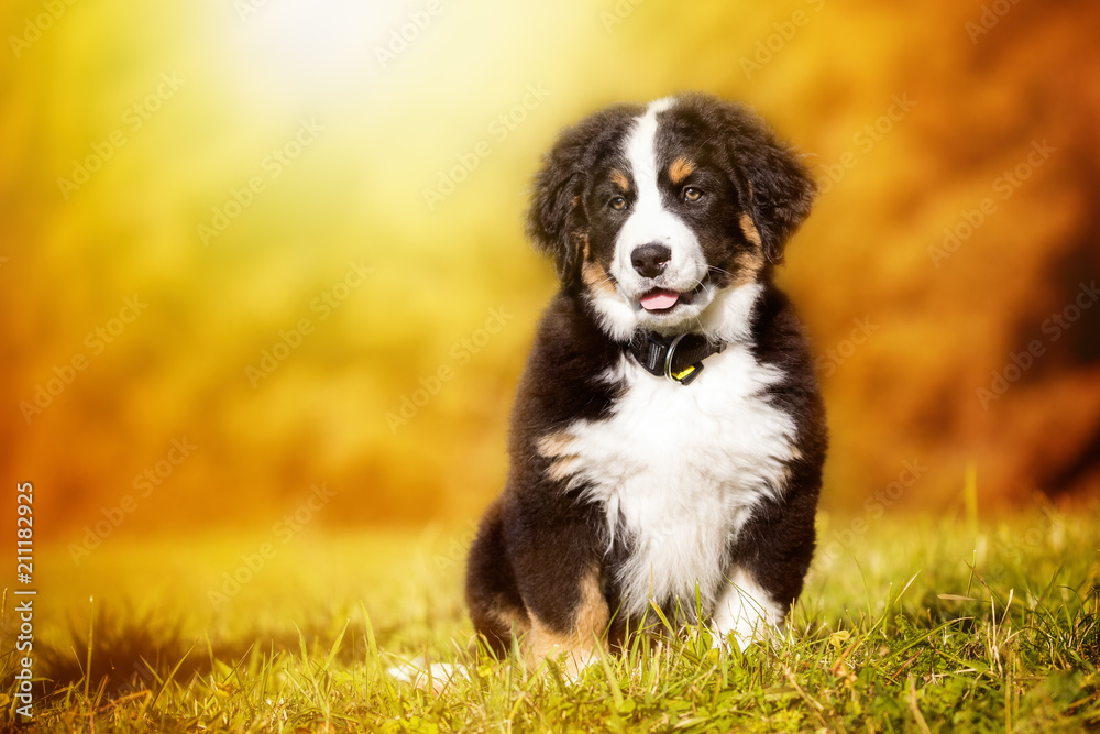 Kleiner Sonnenschein - Ein Berner Sennenhund Welpen Kleiner Sonnenschein - Ein Berner Sennenhund Welpen