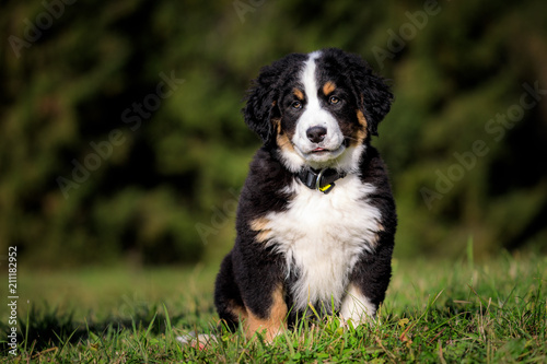 Berner Sennenhund Welpen