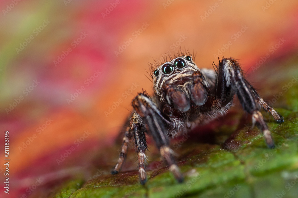 Macro portrait of polish jumping spider Macro portrait of polish jumping spider