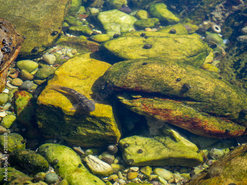 brown small fish in water between rocks