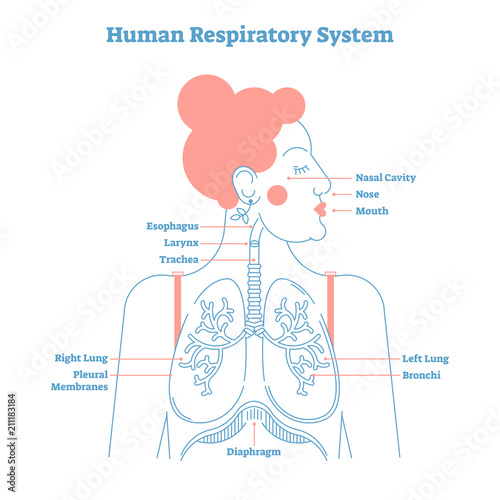 Human Respiratory System anatomical line style artistic vector illustration, medical education cross section diagram.