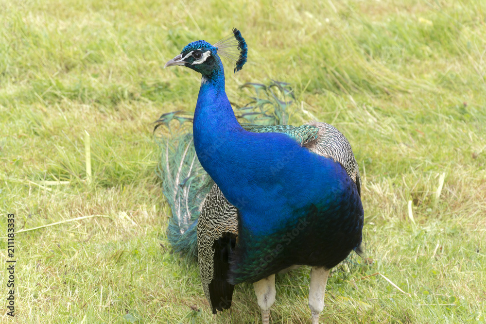 Fototapeta premium Peacocks at th Bagatelle Park, Paris.