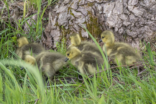 Goose babies