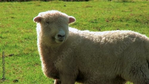 Sheep Stares across a Green Field photo