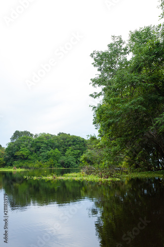 Panorama from Amazon rainforest  Brazilian wetland region.