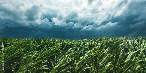 Corn field and stormy sky photo