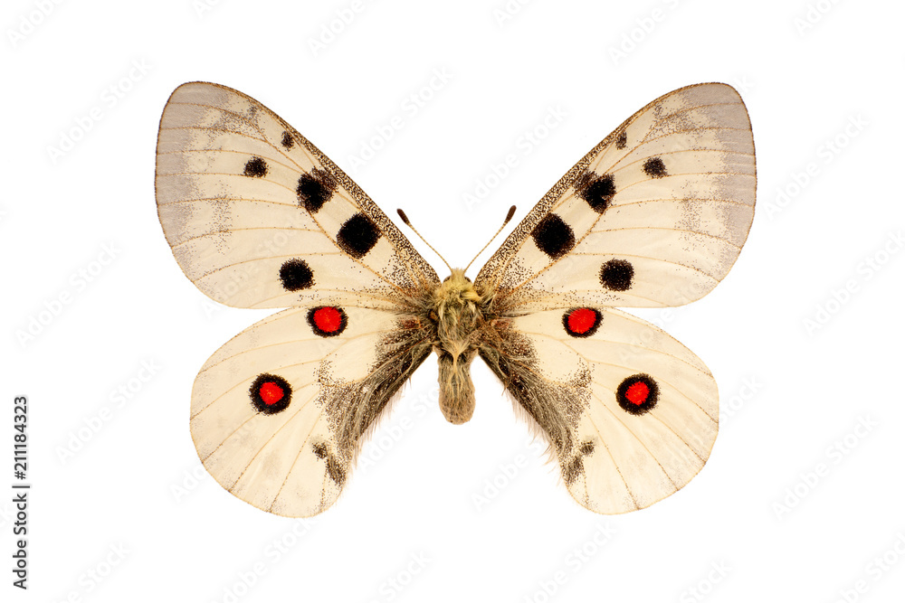 the Parnassius Apollo butterfly was on the white background the Parnassius Apollo butterfly was on the white background