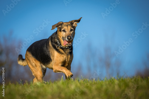 Fröhlicher Hund