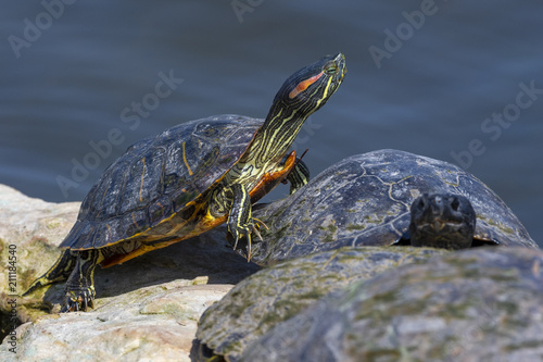 turtle on rock