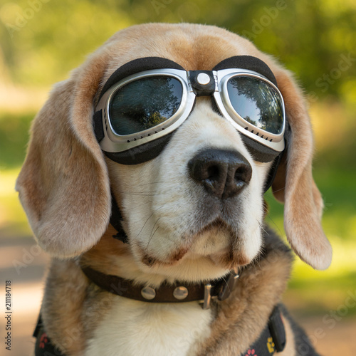 Square portrait of a Beagle dog with flying glasses, sitting in a bicycle basket on a sunny day.