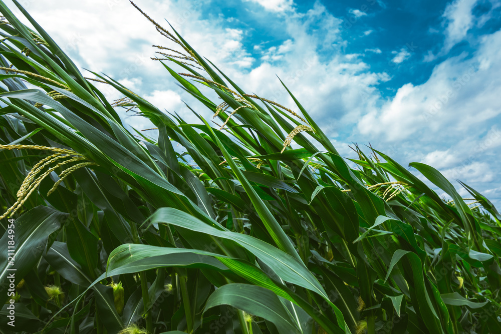 Strong wind blowing in the corn field
