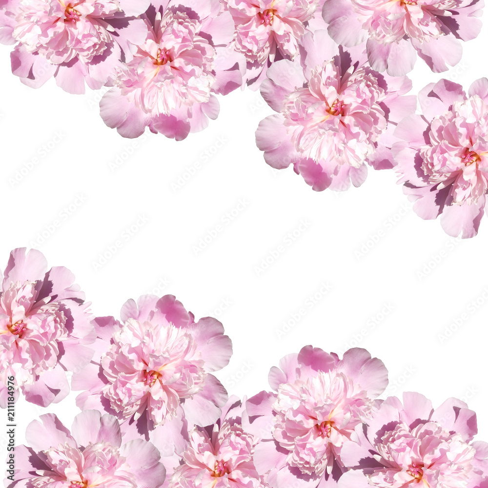Beautiful floral background with peonies. Isolated 