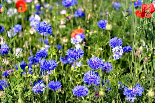 Nature,flowers,environment,parks and summery concept: beautiful blooming colorful summer field flowers on a sunny meadow, natural background.