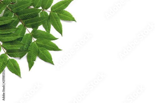 Layout of green leaves isolated on white background, nature concept mockup.