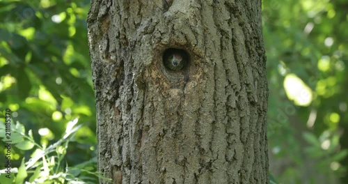 Juvenile Green Woodpecker calling from a nesting hole in a tree trunk photo