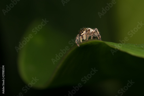 Macro of Tiny Jumping Spider on Curved Green Leaf