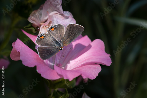 Open-Winged Gray Hairstreak Butterfly on Pink Bloom Close-up