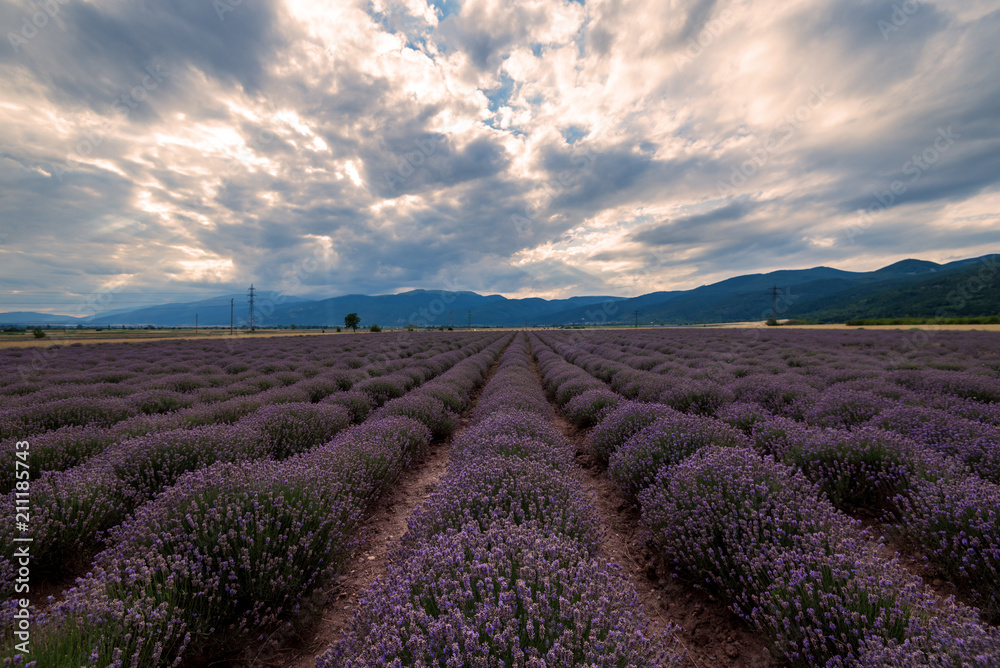 Blooming lavender in a field at sunset. Blooming lavender in a field at sunset.