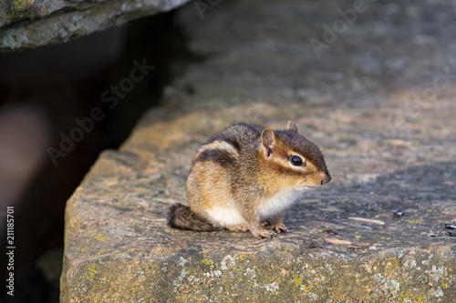 chipmunk 3