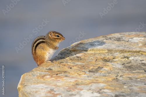 Chipmunk 4