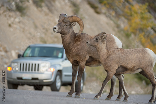 Bighorn sheep on road with car visitor