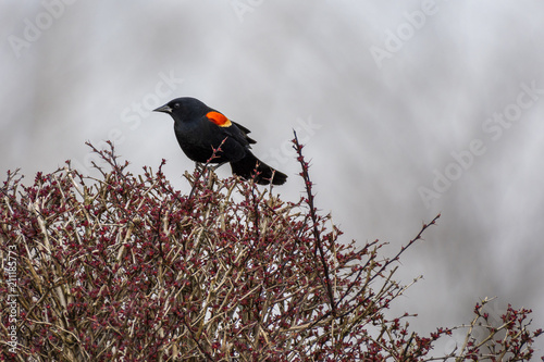 red wing blackbird