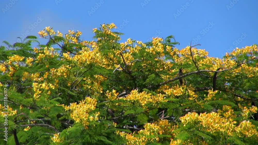 Still: Beautiful Sight of a Tree With a Yellow Flowers Still: Beautiful Sight of a Tree With a Yellow Flowers