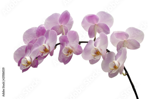 Branch of pink orchid