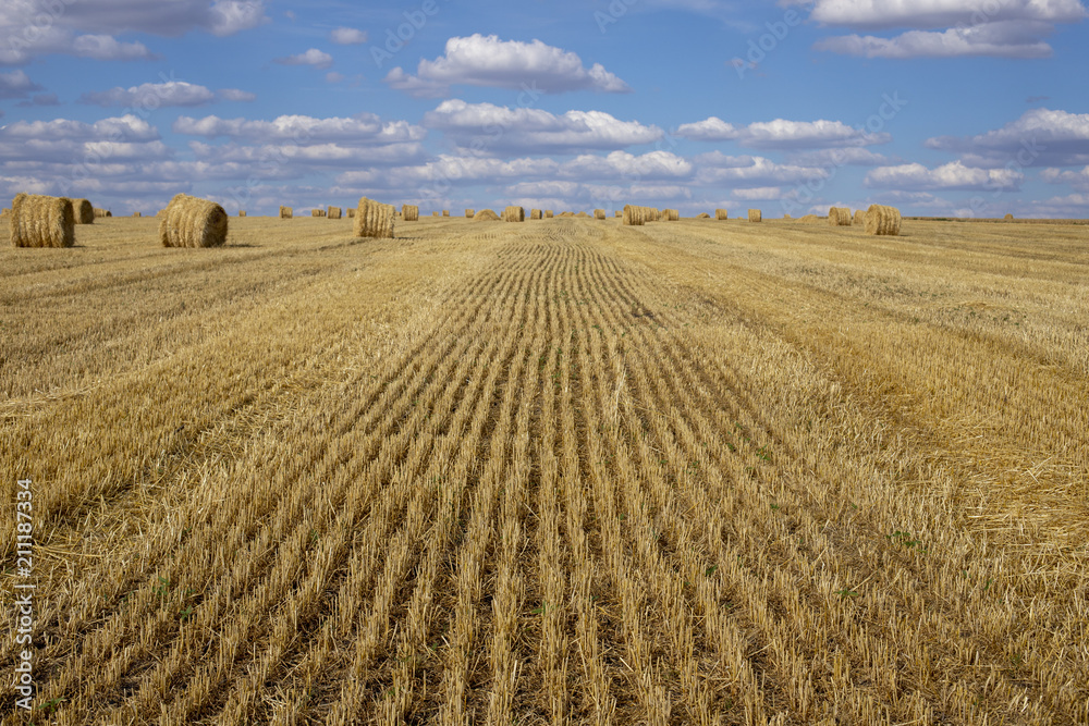 Harvesting of wheat. Harvesting of rye. Straw bales.Cleaned field.