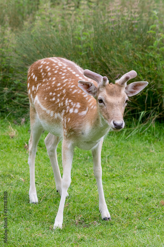 Fallow Deer Fallow Deer