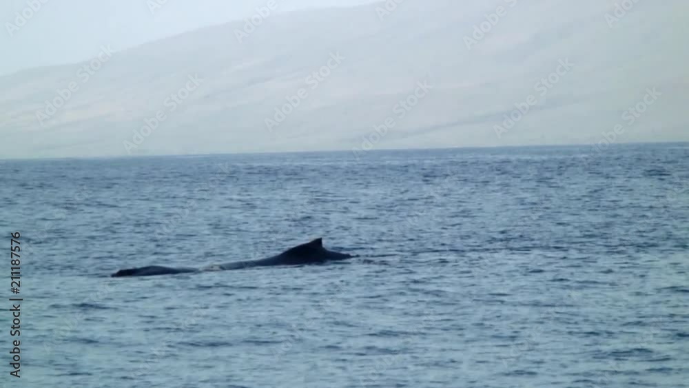 Digital Zoom on Whale Dorsal Fin