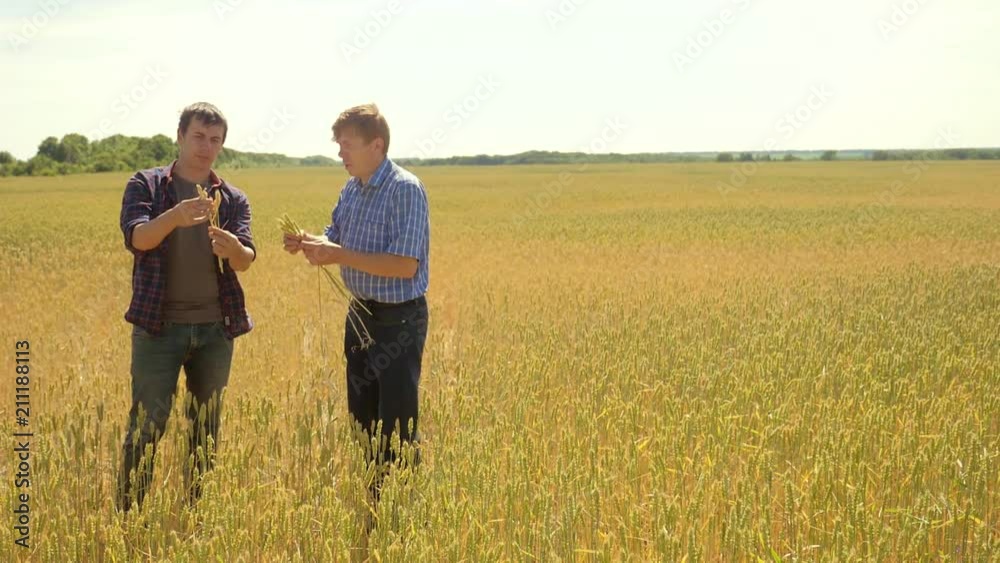 old two farmers explore are studying. man Wheat Field summer in the field wheat bread. slow motion video. farmer Smart farming ecology concept. shake hands transaction agriculture worker working in old two farmers explore are studying. man Wheat Field summer in the field wheat bread. slow motion video. farmer Smart farming ecology concept. shake hands transaction agriculture worker working in