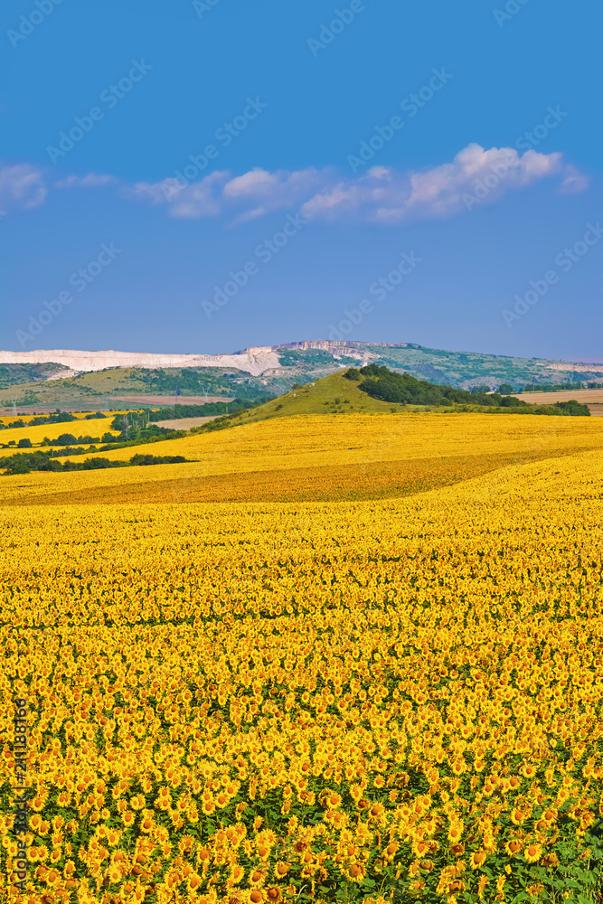 Bulgarian Sunflowers Field