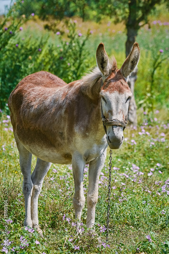 Donkey on Pasture © Sergej Razvodovskij
