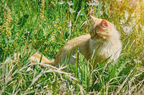 Cat in Grass