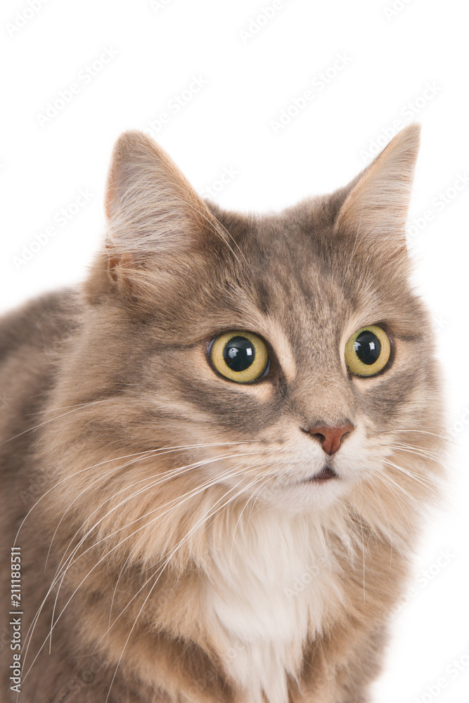 Portrait of a cat with big yellow eyes. On white. Portrait of a cat with big yellow eyes. On white.