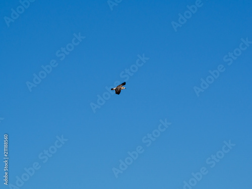 Seagull flying in clean sky