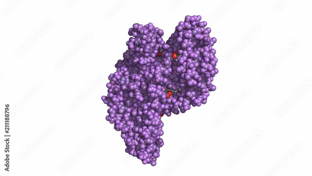 Human serum albumin complexed with stearic acid, rotating space-filling model, seamless loop Human serum albumin complexed with stearic acid, rotating space-filling model, seamless loop